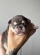 Bouledogue français