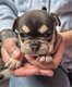 Bouledogue français
