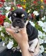 Bouledogue français