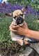 Bouledogue français