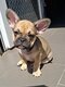 Bouledogue français