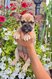 Bouledogue français