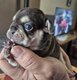 Bouledogue français