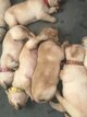 Adorables Chiots Labradors retriever