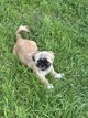 Shih tzu femelle