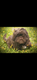 Shih tzu mâle