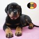 Rottweiler   Chiots puissants, nobles et...