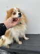 Spitz femelle bicolore