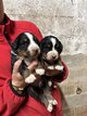 Chiots Bouvier Bernois