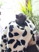 Chiot bouledogue français