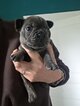 Chiot bouledogue français