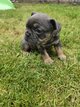 Chiot bouledogue français