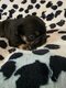 Chiot bouledogue français