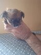 Chihuahuas