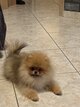 Spitz nain à vendre de concours