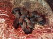 Chiots berger malinois