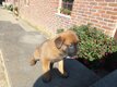 Chiots berger malinois