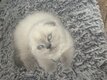 Superbes chatons Scottish Fold rares yeux bleus