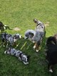Chiots berger americain miniature avec Pedigree