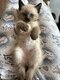 Chatons siamois à vendre