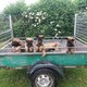 Chiots avec pédigrée officiel St-Hubert