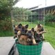 Chiots avec pédigrée officiel St-Hubert