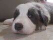 Border collie BB  péd St Hubert élevés en...
