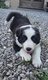 Border collie BB  péd St Hubert élevés en...