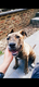 Buddy, american staff de 5 ans, [cherche] une...