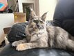 Reste 4 magnifiques maine coons à réserver