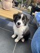 Berger australien disponible