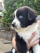 Berger australien à réserver