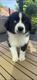 Berger australien disponible