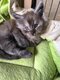 4 magnifiques maine coons à réserver