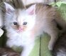 Reste 2 magnifiques maine coons disponibles