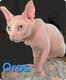 Sphynx