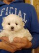 Bichon maltais nain