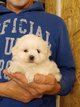 Bichon maltais nain