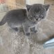 British shorthair chatons