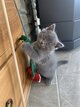 British shorthair chatons