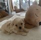 Chiots Shih-Tzu