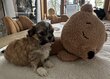 Chiots Shih-Tzu