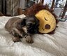 Chiots Shih -Tzu