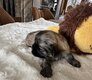 Chiots Shih -Tzu