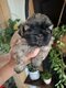 Chiots Shih -Tzu