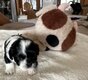 Chiots Shih-Tzu