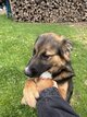 Rocco 7 mois et demi Border Collie x Malinois