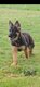 Chiots femelles berger allemant pedigree saint...