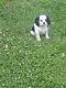 Cavalier King Charles