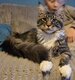 Mâle maine coon